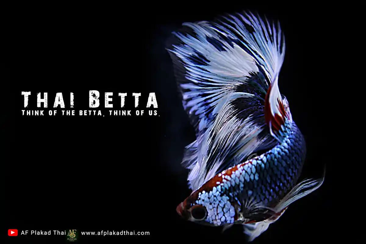 Half moon Betta Export Signature pick
